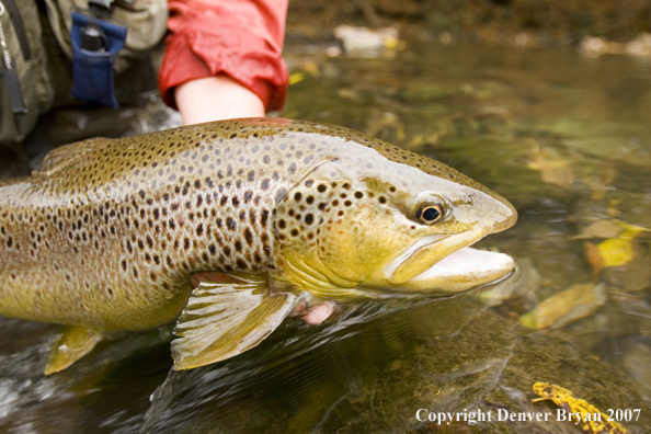 Close-up of nice brown trout.