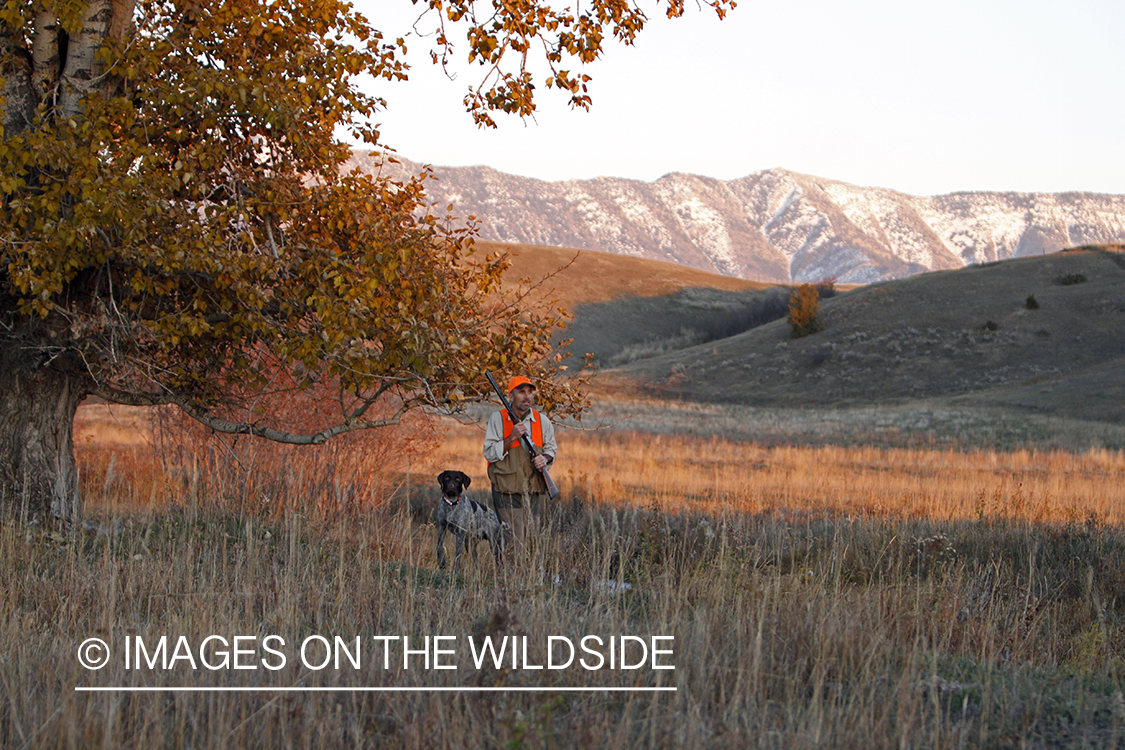 Upland game bird hunter in field with Griffon Pointer.
