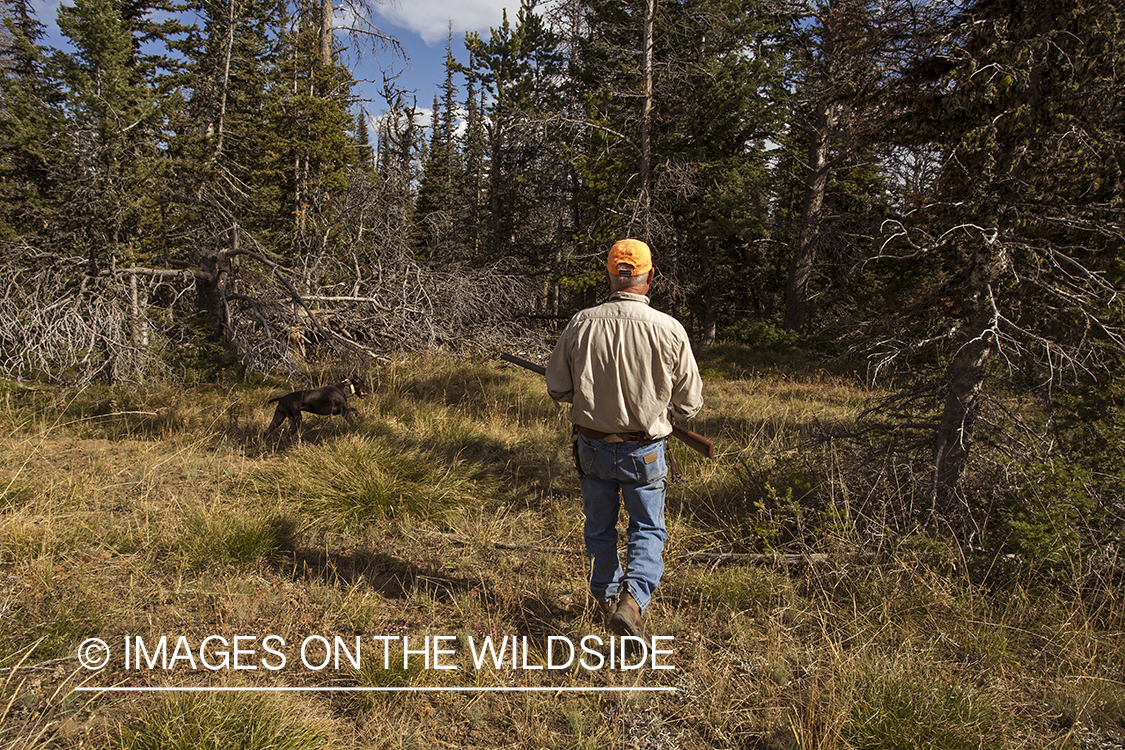 Upland game bird hunter in field hunting Dusky (mountain) grouse.