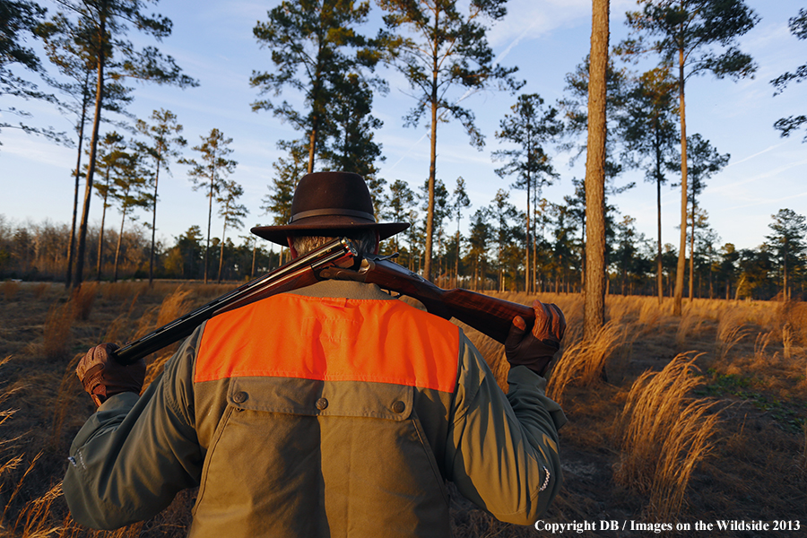 Bobwhite quail hunter in field.