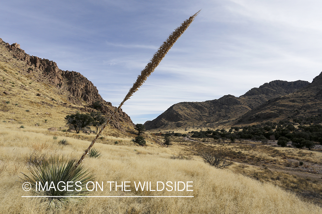 Desert field in Arizona.