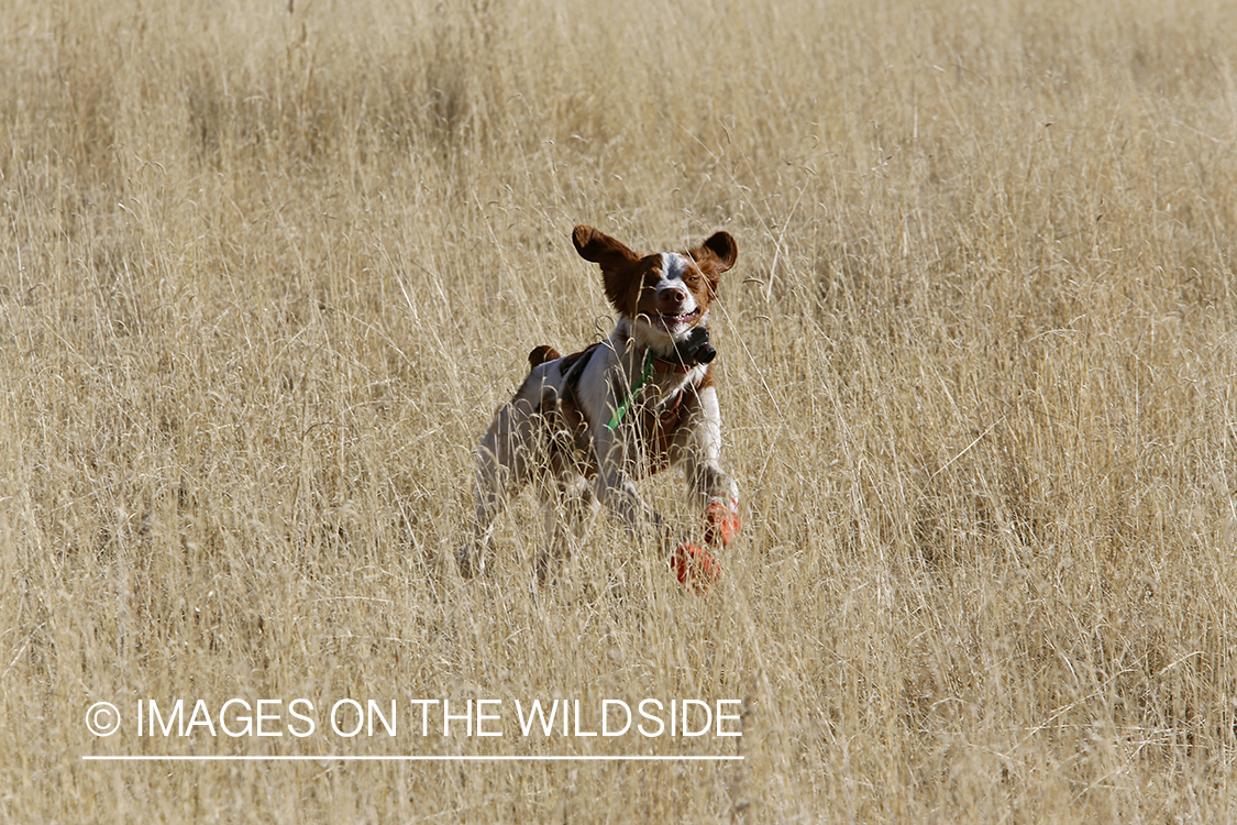 Brittany Spaniel retrieving bagged Mearns quail.