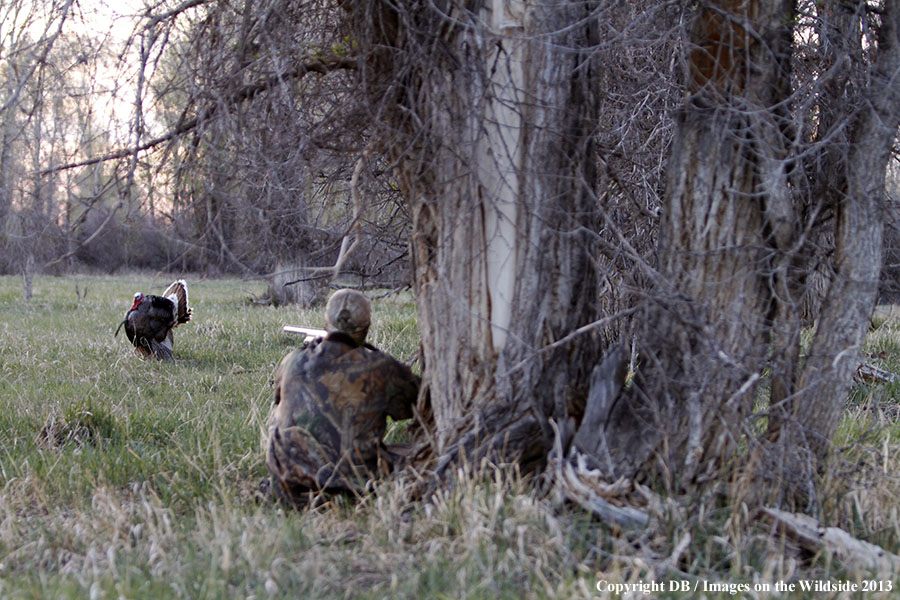 Turkey hunter shooting at gobbler.