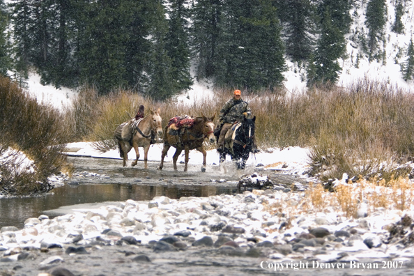 Elk hunt packstring in mountains
