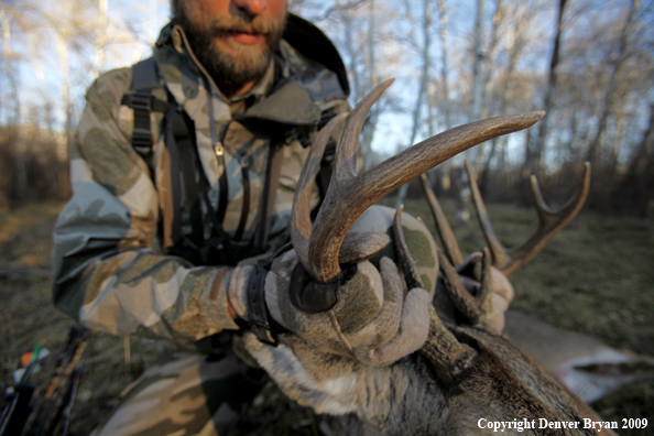 Bowhunter with bagged whitetail buck.