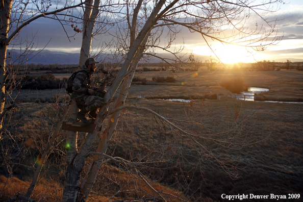 Bowhunter sitting in tree stand.