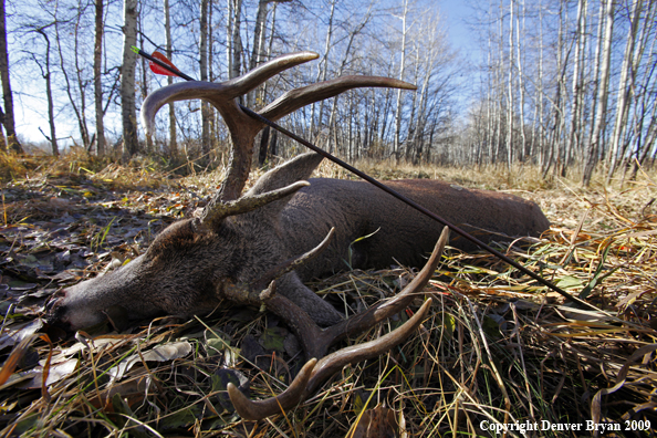 Hunter-killed whitetail buck.