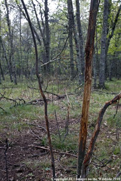 White-tailed Deer Rub