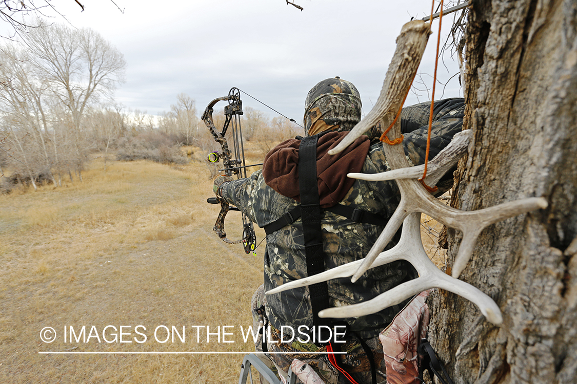Bowhunter taking aim from tree stand.