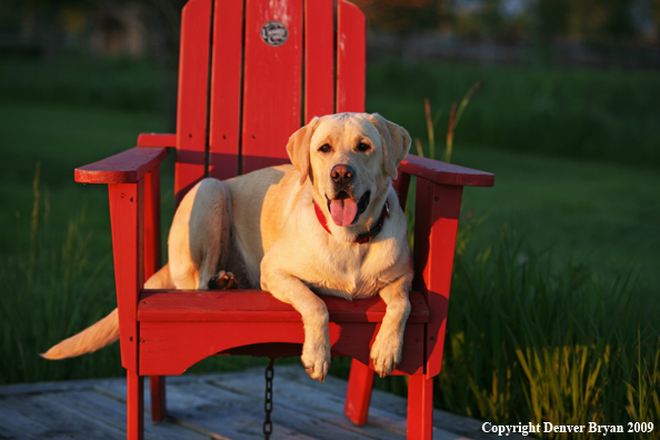 Yellow Labrador Retriever in chair
