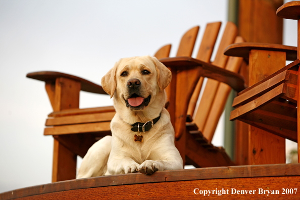 Yellow Labrador Retriever