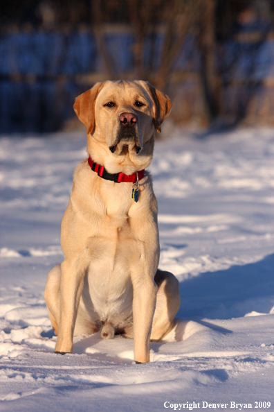 Yellow labrador retriever