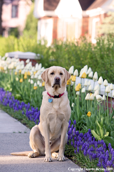 Yellow Labrador Retriever by flowers
