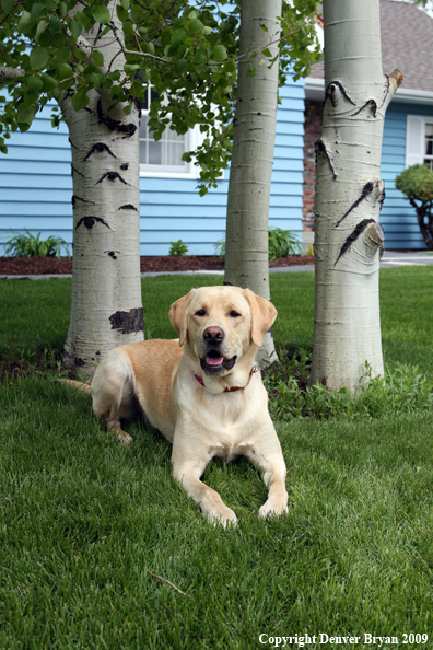 Yellow Labrador Retriever in yard