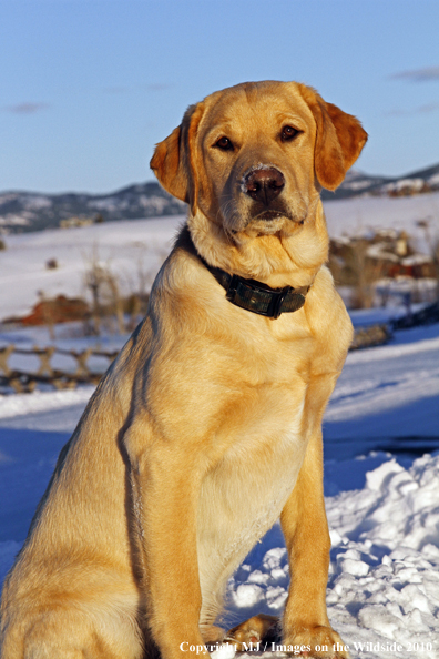 Yellow Labrador Retriever
