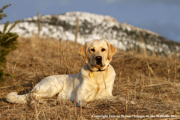 Yellow Labrador Retriever laying in field.