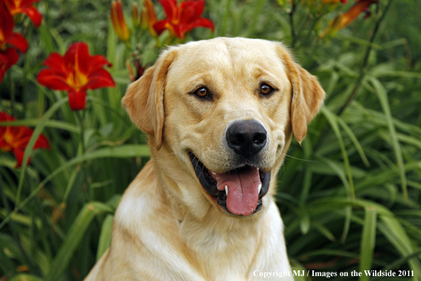 Yellow Labrador Retriever.