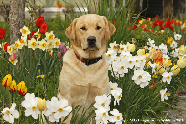 Yellow Labrador Retriever.