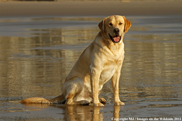 Yellow Labrador Retriever.