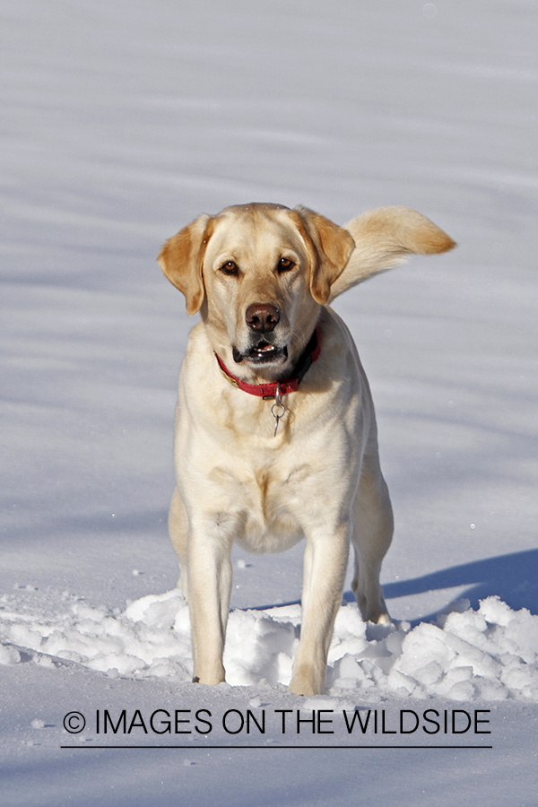 Yellow Labrador Retriever playing in snow.