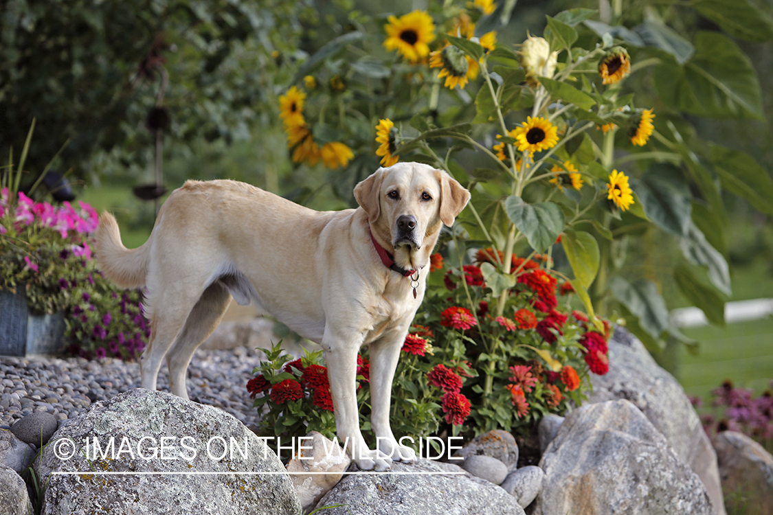Yellow Labrador Retriever