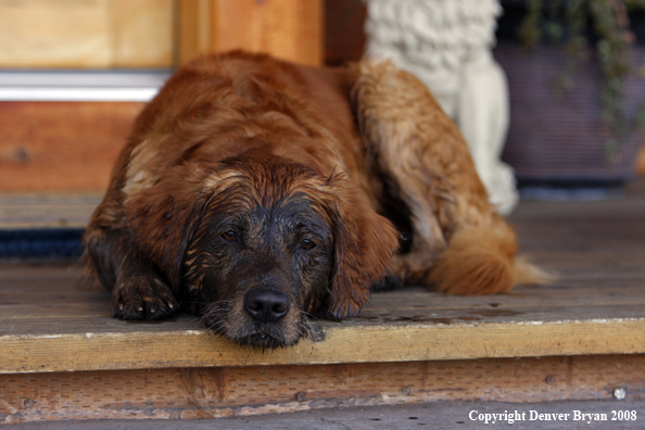Dirty Golden Retriever