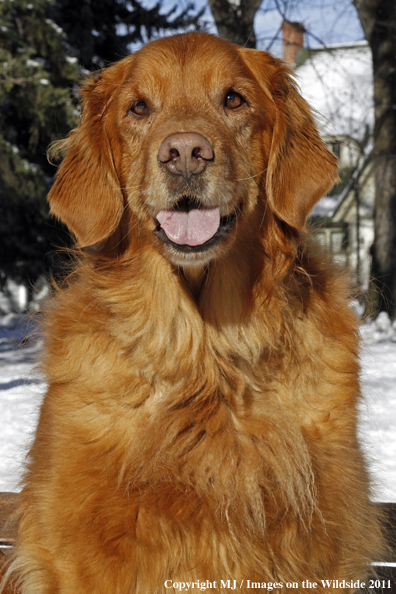 Golden Retriever.