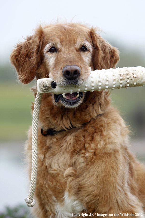 Golden Retriever playing with toy.