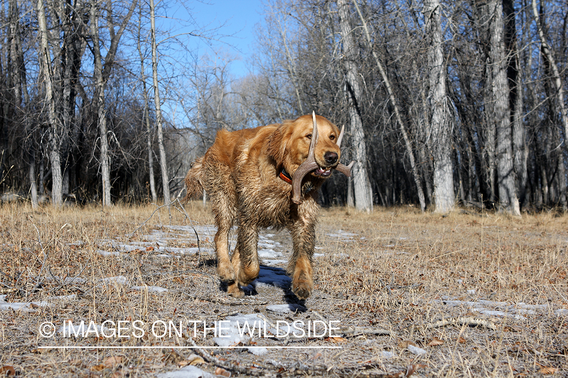 Golden Retriever with antler sheds.