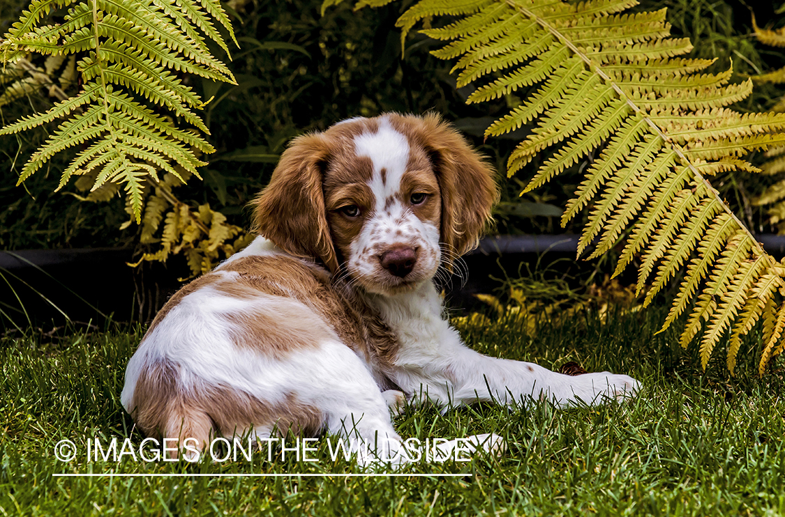 Brittany Spaniel Puppy