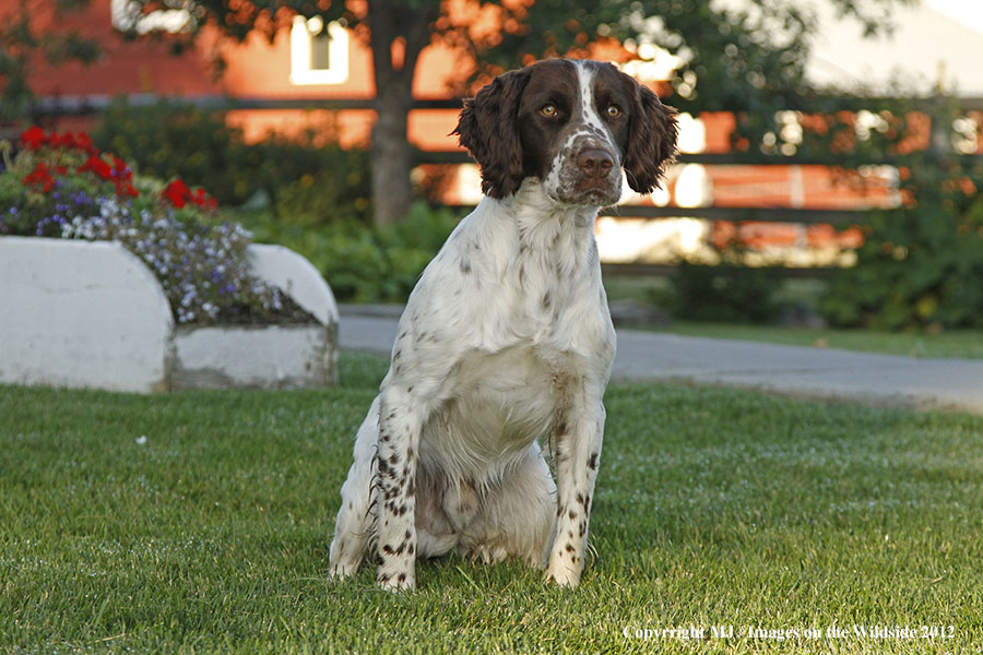 Springer Spaniel in yard.
