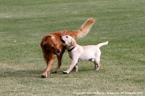 Yellow Labrador Retriever Puppy harrassing Golden Retriever