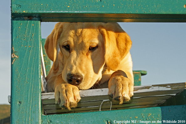 Yellow Labrador Retriever Puppy