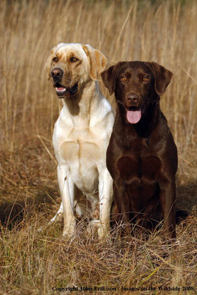 Labrador Retrievers in field