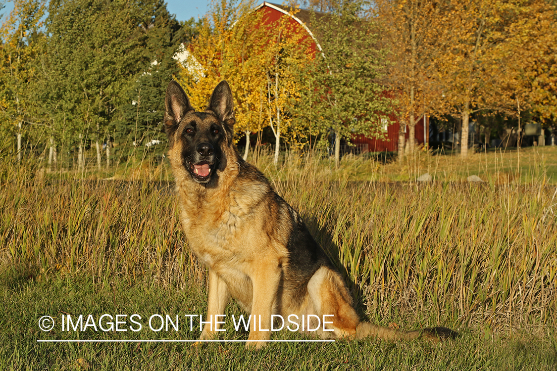 German Shepherd in grass.