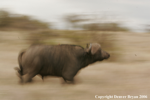 African Cape Buffalo running through field