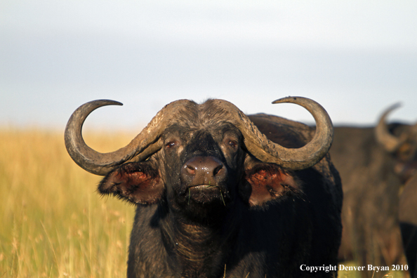 Cape buffalo bull.