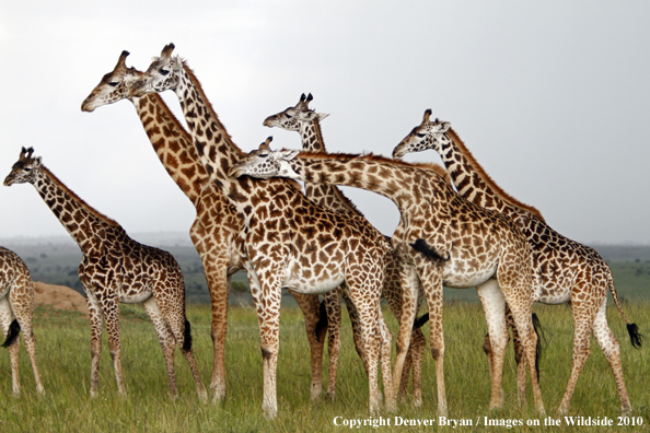 Masai Giraffe Herd