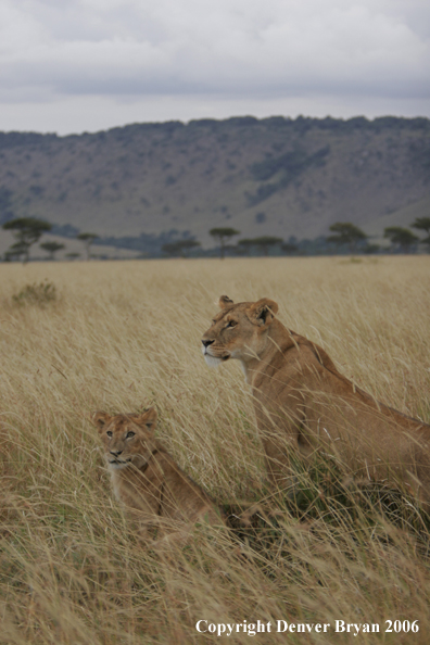 African lioness with cub
