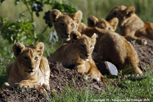 African Lion Cubs 