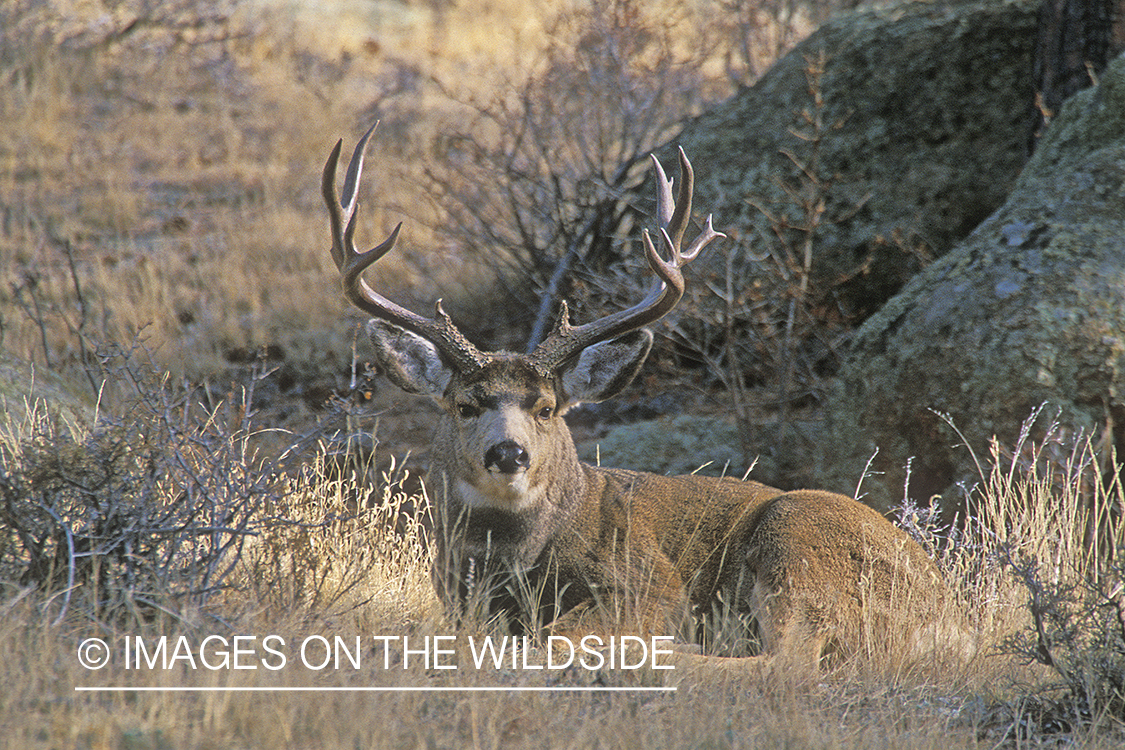 Mule deer in habitat.