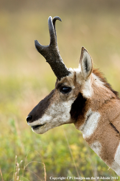 Pronghorn Antelope in habitat. 