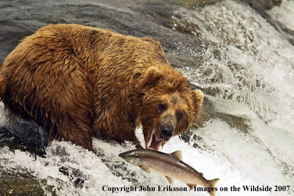 Brown bear fishing