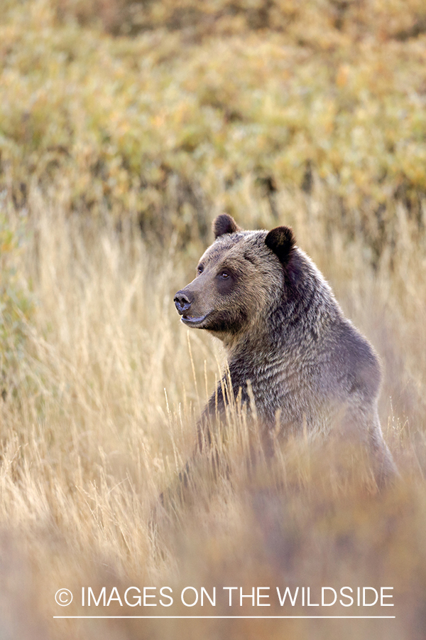 Grizzly in field.