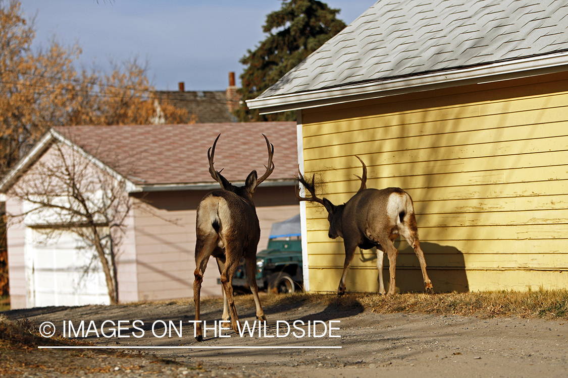 Mule deer in urban setting