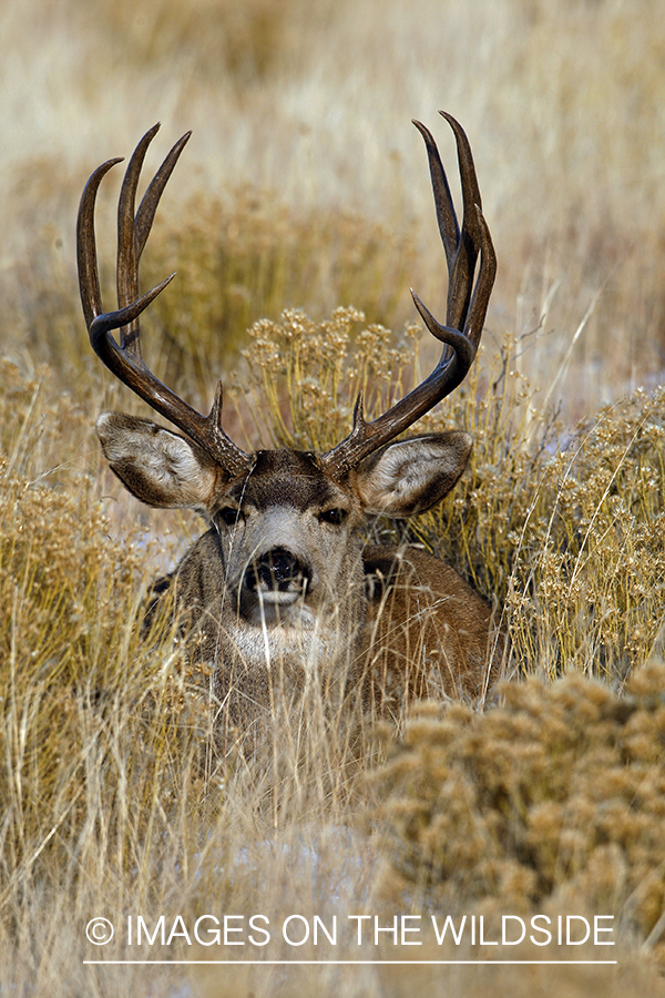 Mule deer 