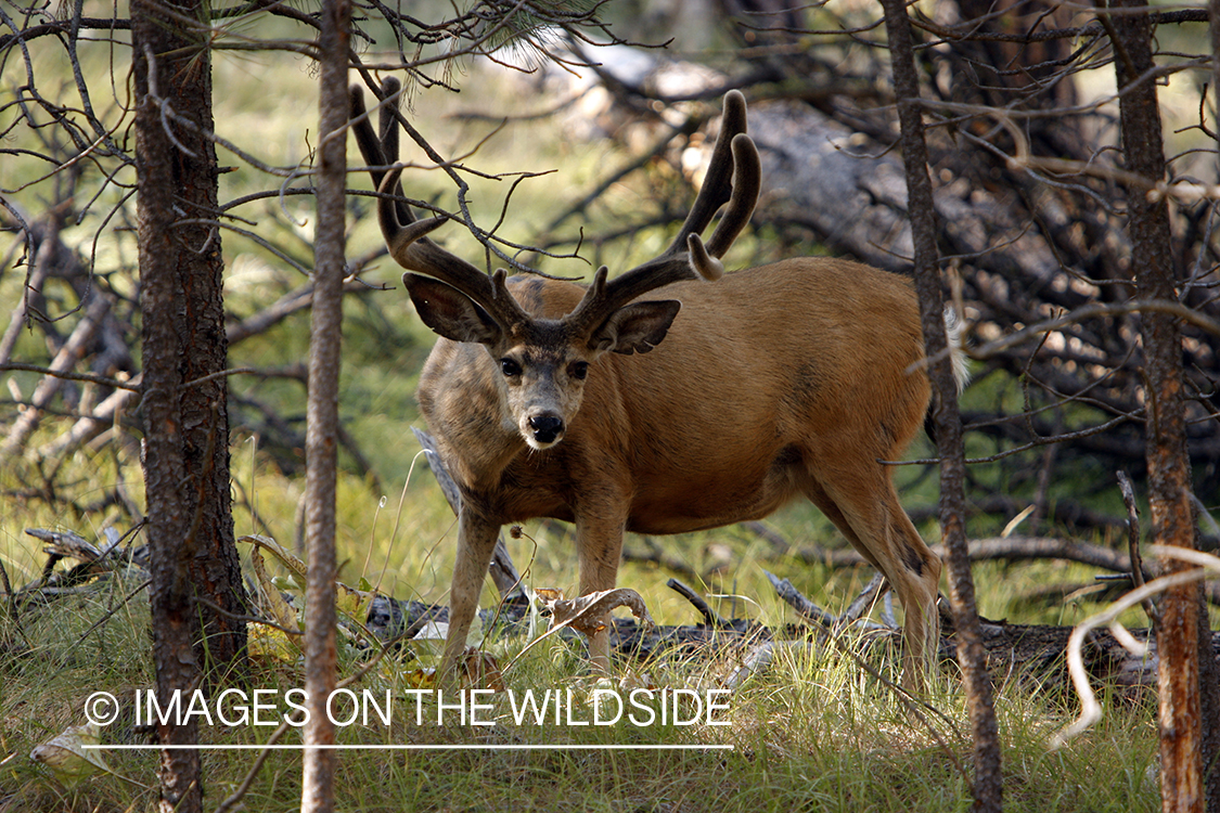 Mule Deer in Habitat