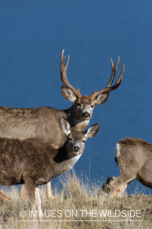 Mule Deer