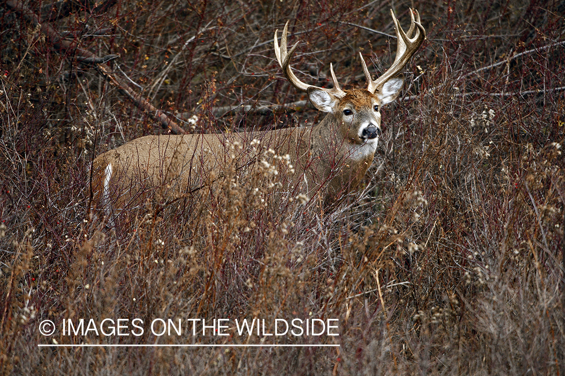 Whitetail Buck