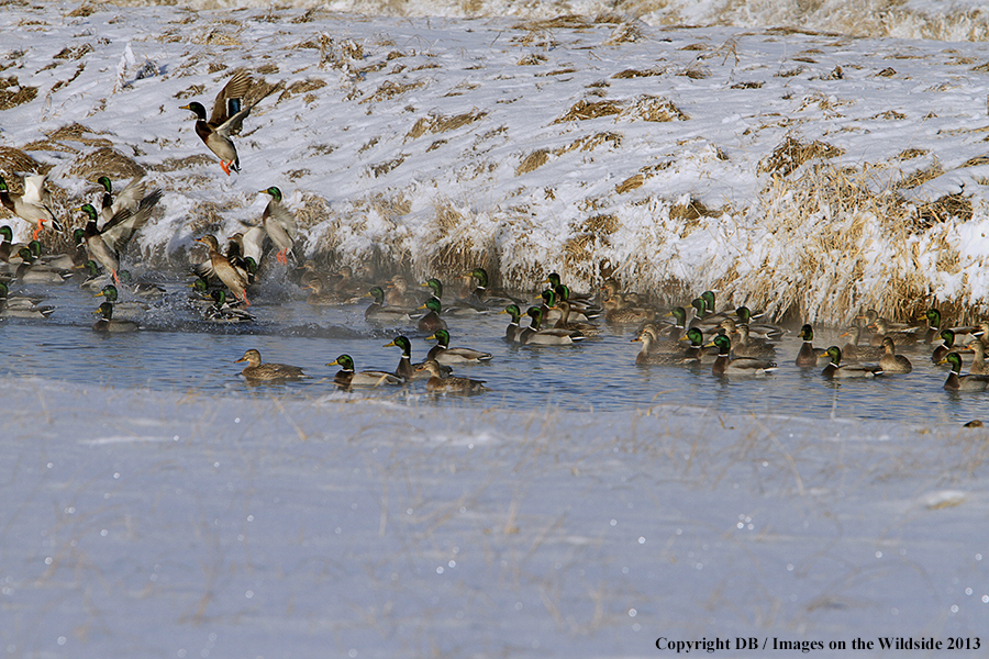 Mallards taking flight.